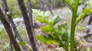 Image result for Asplenium uhligii