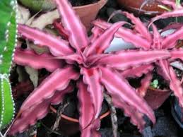 Earth Stars Plants Trees To Plant Bromeliads