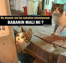 komik kediler komik komik kediler komik resimler