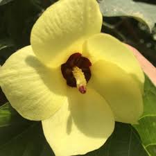 Image result for Hibiscus tiliaceus