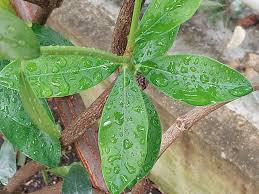 Image result for Strophanthus nicholsonii