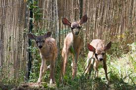 Understanding Deer Native Animal Rescue