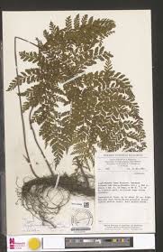 Image result for Triplophyllum protensum