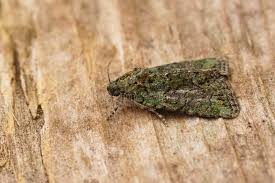 Image result for Cryphia algae