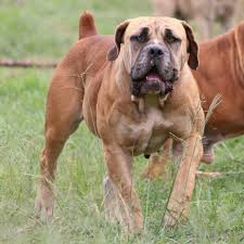 The south african boerboel is the only south african dog specifically bred for guarding and protecting without being aggressive. Absolute Boerboels Home Facebook