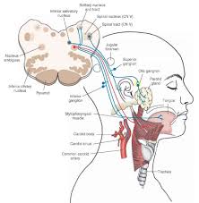 Tmp15f34 Jpg 979 1 003 Pixels Cranial Nerves Nervous System Parts Central Nervous System