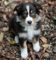 A combination of them both births the one notable disposition of the golden retriever husky mix is its tolerance for cold weather. The Goberian Owner Tips For The Husky Golden Retriever Mhl