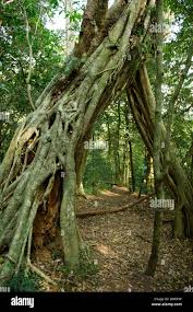 Image result for Rhoicissus tridentata