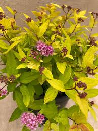Image result for spirea japonica gold princess
