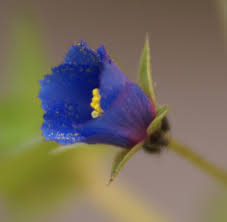 Image result for Anagallis pumila