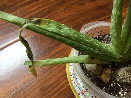 Aloe vera is a species of plant that has been used for thousands of years to treat both skin conditions and other health issues. Ask A Question Forum Brown Spots On Aloe Vera Plant Garden Org