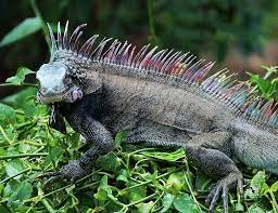 Rainbow Iguana By Michael Thomas Iguana Michael Thomas Lizard