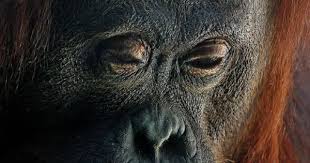 Orangutan The Word Orangutan Derives From The Malay Phrase Orang Hutan Meaning Person Of The Forest Orangutan Endangered Animals Rainforest Animals