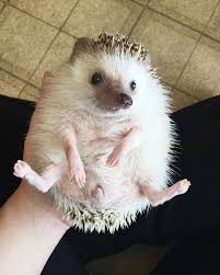 This Vampire Hedgehog Is Instagram S Newest Star Hedgehog Pet Cute Baby Animals Cute Hedgehog