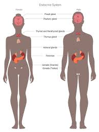 An organ is a collection of tissues joined in a structural unit to serve a common function. Human Anatomy Solution Conceptdraw Com