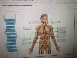 Drains de oxygenated blood from the pelvis and lower limbs. Solved Se 32 Review Sheet Art Labeling Activity 2 2 Of 3 Chegg Com