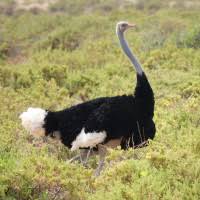 Image result for Erythrocephalum decipiens