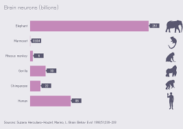list of animals by number of neurons wikipedia