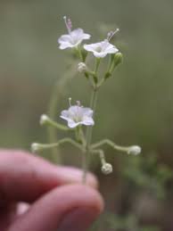 Image result for Commicarpus