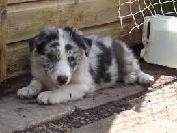 Puppies planned for 2021 in all three colours. Sonic Dual Registered Blue Merle Border Collie P Birmingham West Midlands Pets4homes