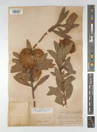 Image result for Protea welwitschii