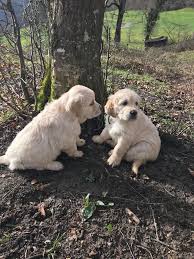 47 Adorable Golden Retriever Mix Breeds 2020 Kopek