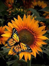 Pin On Girasol
