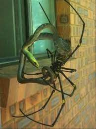 Scary Things In Australia 2 Dump A Day Spider Meanwhile In Australia Bones Funny