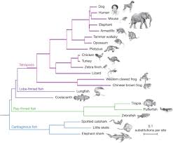 Species Area Relationship Wikipedia Species Relationship