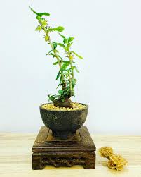 Image result for Commiphora schlechteri