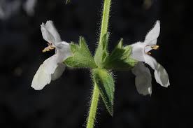Image result for Stachys pseudonigricans