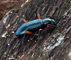 Image result for Erythrocephalum