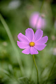 Often mistaken for violet, it is in fact, a secondary color achieved after combining red and blue. 22 Purple Flowers For Gardens Perennials Annuals With Purple Blossoms