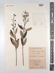 Image result for Ozoroa kassneri