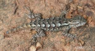 Eastern Fence Lizard Sceloporus Undulatus Care Sheet Lizard Types