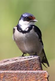 Birds Of South Africa Gauteng White Throated Swallow Hirundo Albigularis At Marievale Nature Reserve Gauteng South Africa Nature Reserve Gauteng Africa
