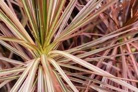 Image result for Dracaena camerooniana