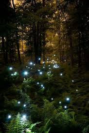 How Bright The Jeweled White Blossoms Are Almost Like Light Or Lighting Bugs Beautiful Nature Magical Forest Nature