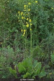 Image result for Paranecepsia alchorneifolia