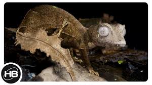 Игрушки для собак