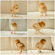 How To Tell Baby Chicks Apart Baby Chicks Rhode Island Red Chickens Baby Chickens