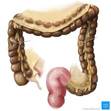 The small intestine is the site where almost all of the digestion and absorption of nutrients and minerals from food takes place. Large Intestine Anatomy Blood Supply And Innervation Kenhub