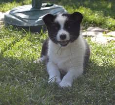 Image result for karelský medvědí pes