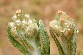 Image result for Pseudognaphalium luteo-album