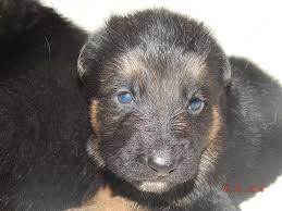 Our puppies are akc registered & born and raised in our home. Greatest German Shepherd Puppies Akc For Sale In Coraopolis Pennsylvania Classified Americanlisted Com