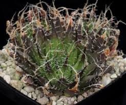 Image result for Mohria vestita