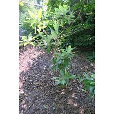 Maybe you would like to learn more about one of these? Jc Raulston Arboretum Our Plants Search Results