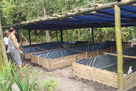 Budidaya Ternak Dan Tanaman Bisnis Ternak Lele Menguntungkan