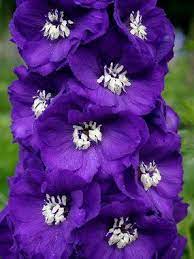 Delphinium Purple Passion Delphinium Flowers Purple Flowers Delphinium