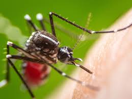 He was born on january 26,1960 in greenville, michigan. How A Vaccine Made Of Mosquito Spit Could Help Stop The Next Epidemic Times Of India